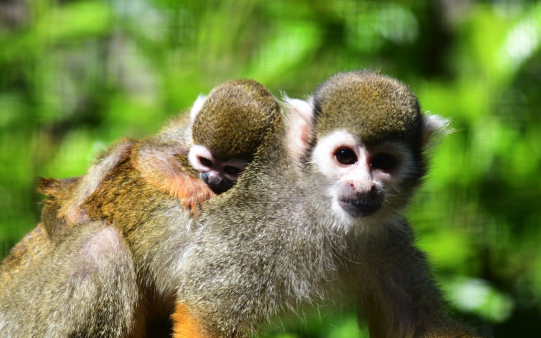 Doodshoofdaapje geboren in Dierenpark De Oliemeulen!