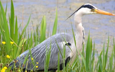 Wat is een vogel?