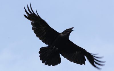 Een raaf boven het Noorderbos