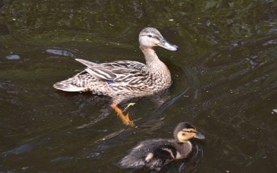 Serie: Het Noorderbos en de Vogels 2003-2017