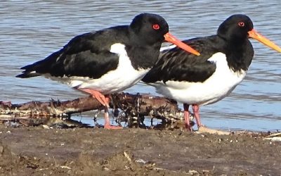 Zie en leer de vogels kennen van het Noorderbos – Tilburg